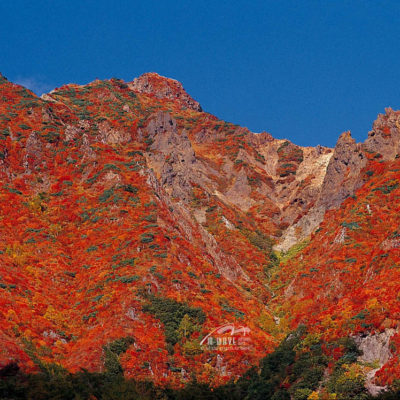 朝日岳　定点　紅