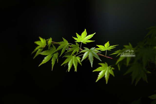 MOMIJI